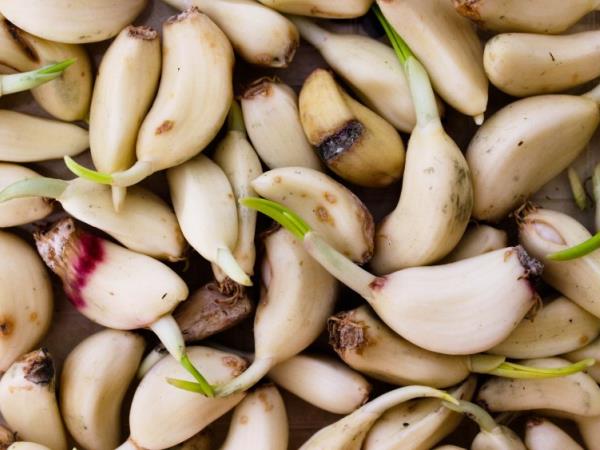 Ali je varno jesti česen, ki kali?